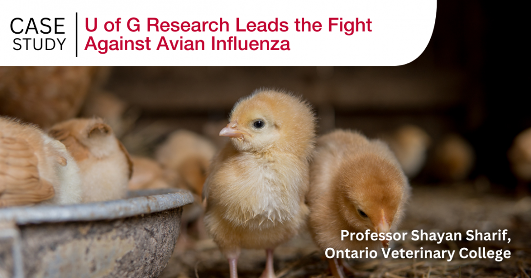 Photo of chicks and text: Professor Shayan Sharif, Ontario Veterinary College