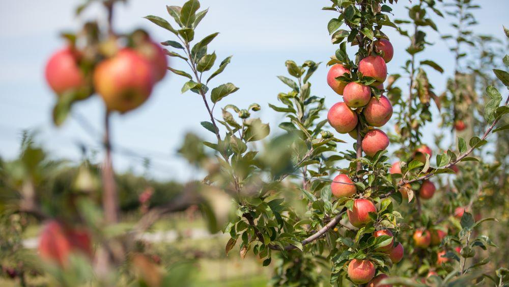 Apples growing in an orchard; close-up of about 10 apples clustered vertically on a young branch