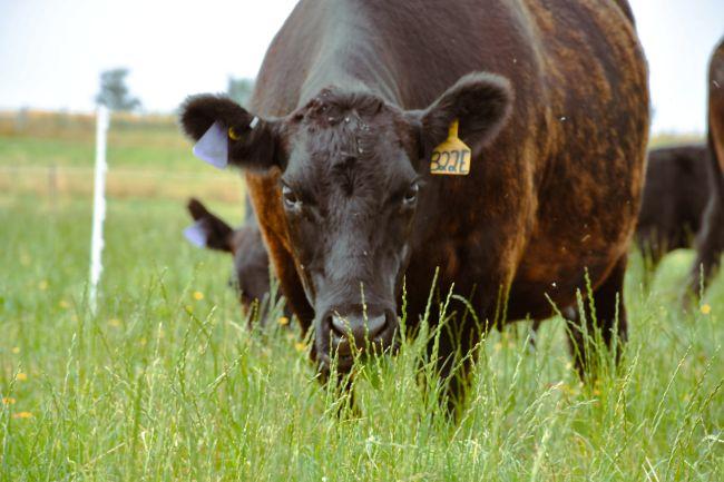 Brown beef cow on a grassy pasture in the summer