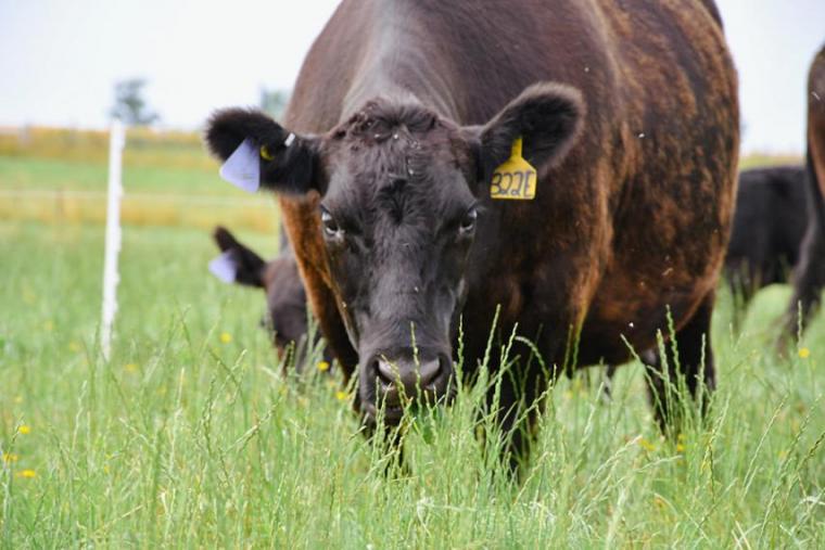 Black beef cow looking at the camera while surrounded by green pasture.