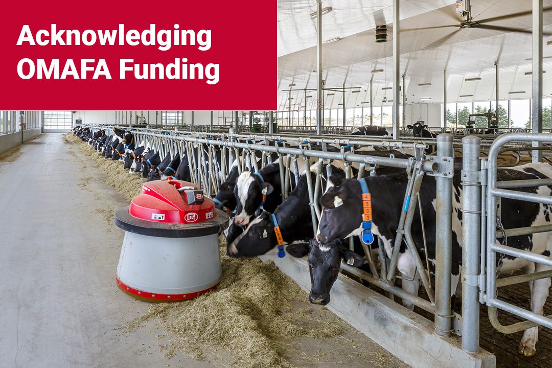 Inside a barn with dairy cows feeding with a red text box in the top left corner that says Acknowledging OMAFA Funding.