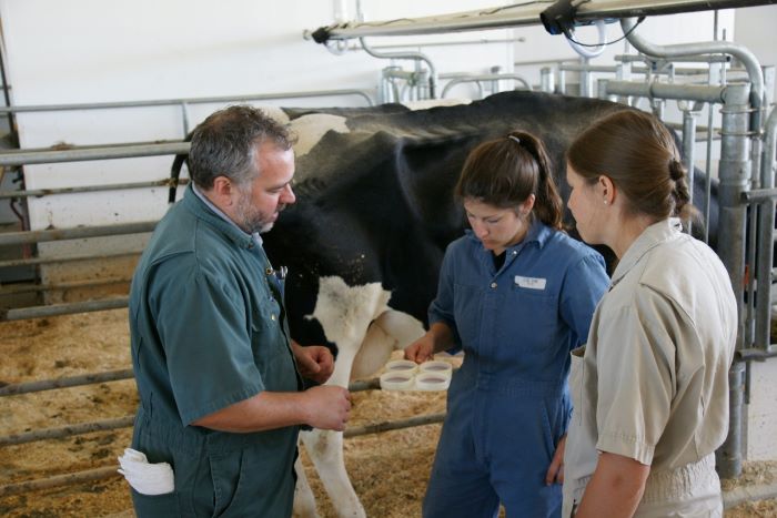 A U of G veterinarian and two students, all dressed in coveralls, peer into circular plates held by a student. They are standing in a barn, in front of a dairy cow in a barn.