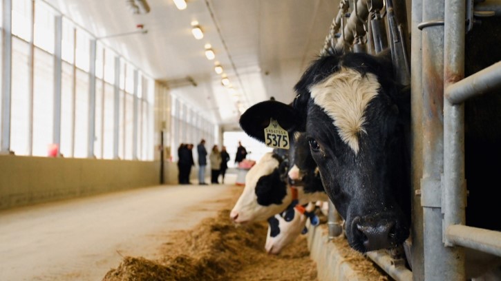 A dairy cow pokes its head through the gates inside the dairy research centre, while a group is seen touring in the distance
