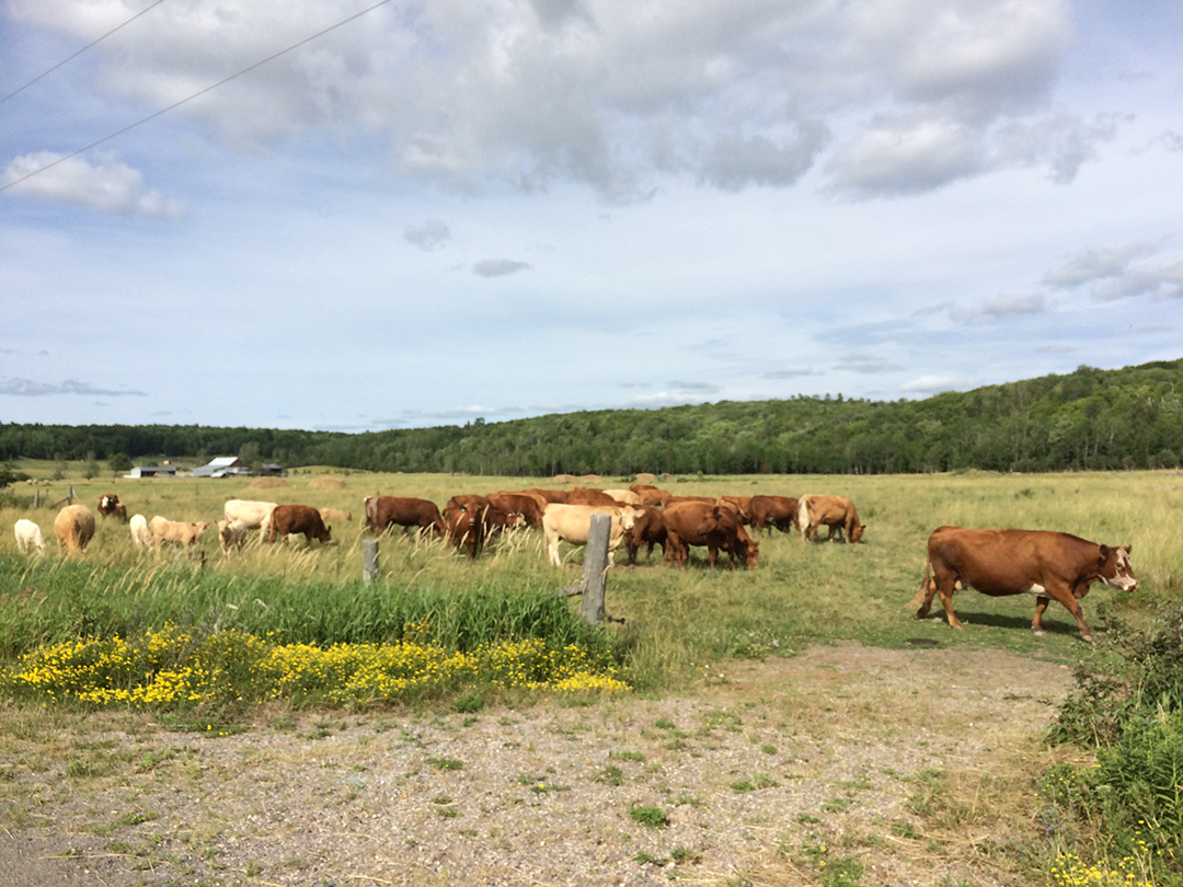 Cattle grazing in a rural field with patches of yellow wildflowers in the foreground. A partly cloudy sky and trees line the horizon.