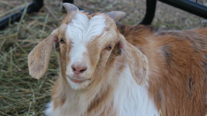 A close up of a goat, with floppy ears and small horns