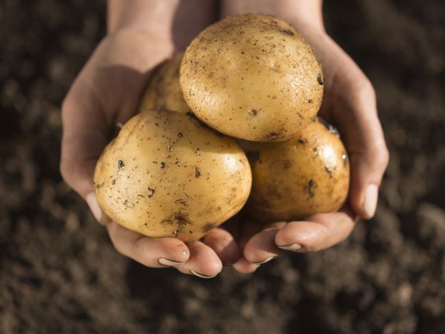 Hands cradling a small group of dirt-covered Yukon Gold potatoes