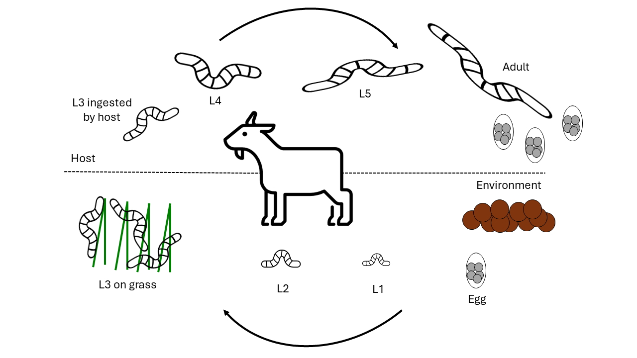 A drawing of the goat nematode life cycle, showing that eggs are picked up from the environment and grow several stages before being ingested by the host, where they develop into adults that lay eggs.