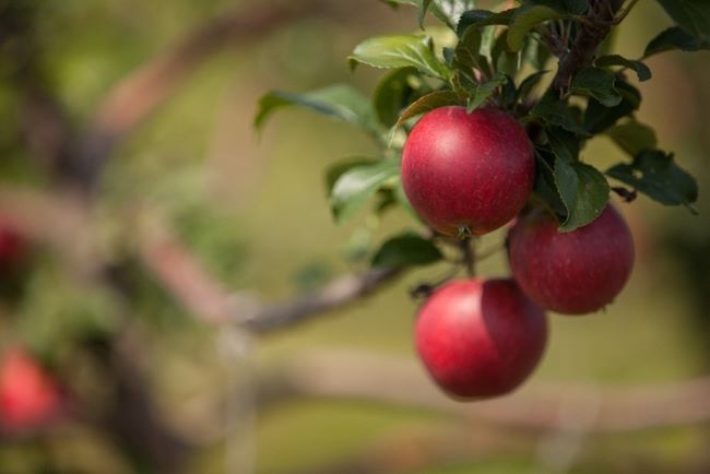 apples on a tree