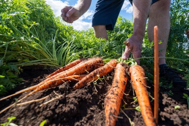 Fresh carrots pulled out of the soil at the Ontario Crops Research Centre - Bradford