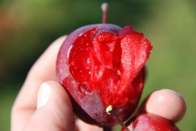 A cider apple with a slice out of it shows a bright red interior. The apple is about the size of a golf ball.