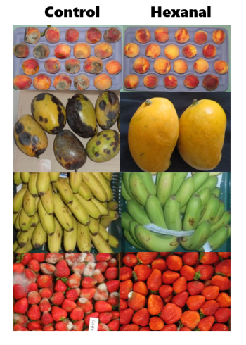 Peaches, mangoes, bananas and strawberries under control conditions (no hexanal applied) have black spots and mould and those with hexanal applied (right) do not. 