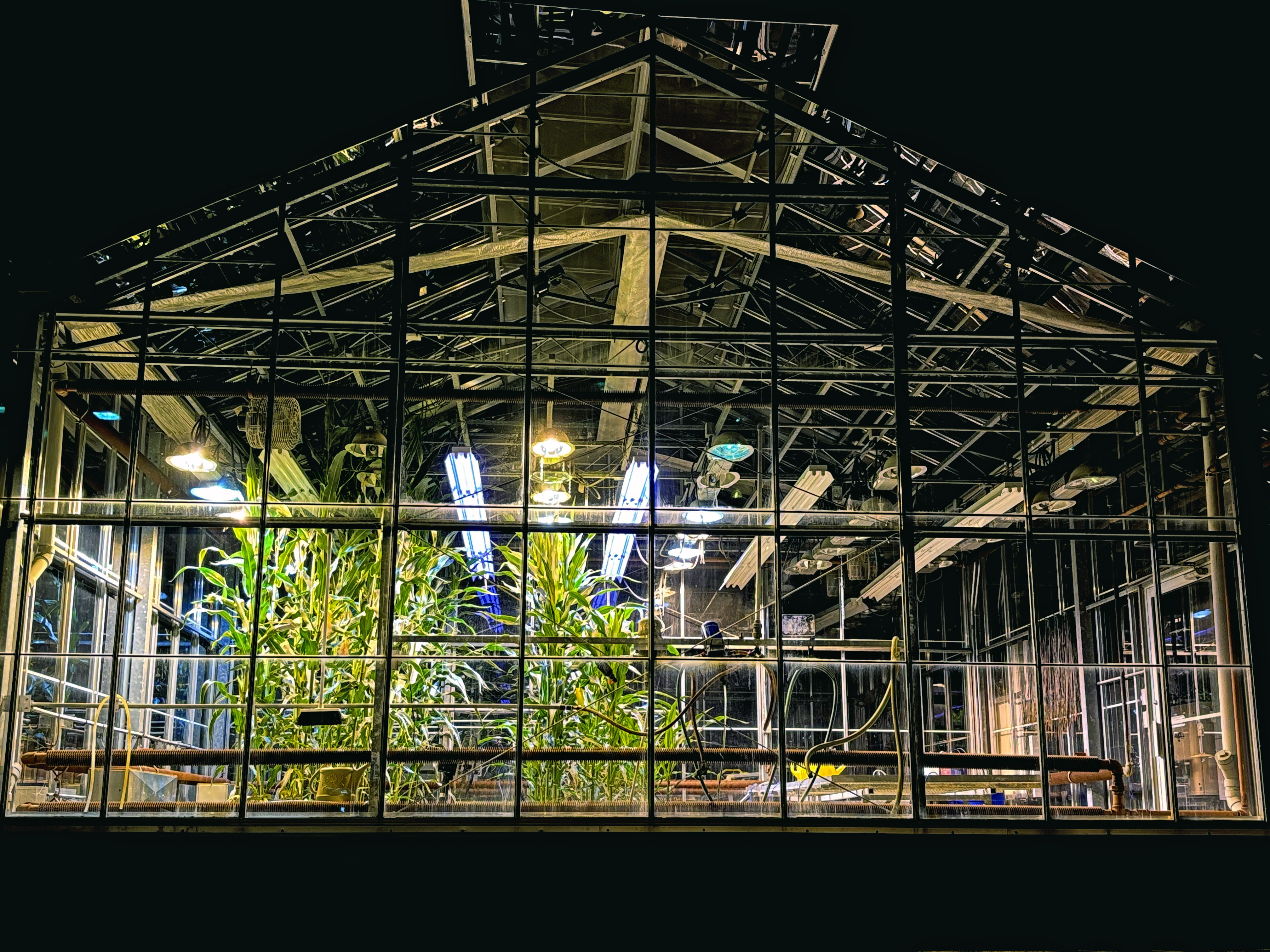 Bright green plants inside a transparent greenhouse contrast with a dark night sky 