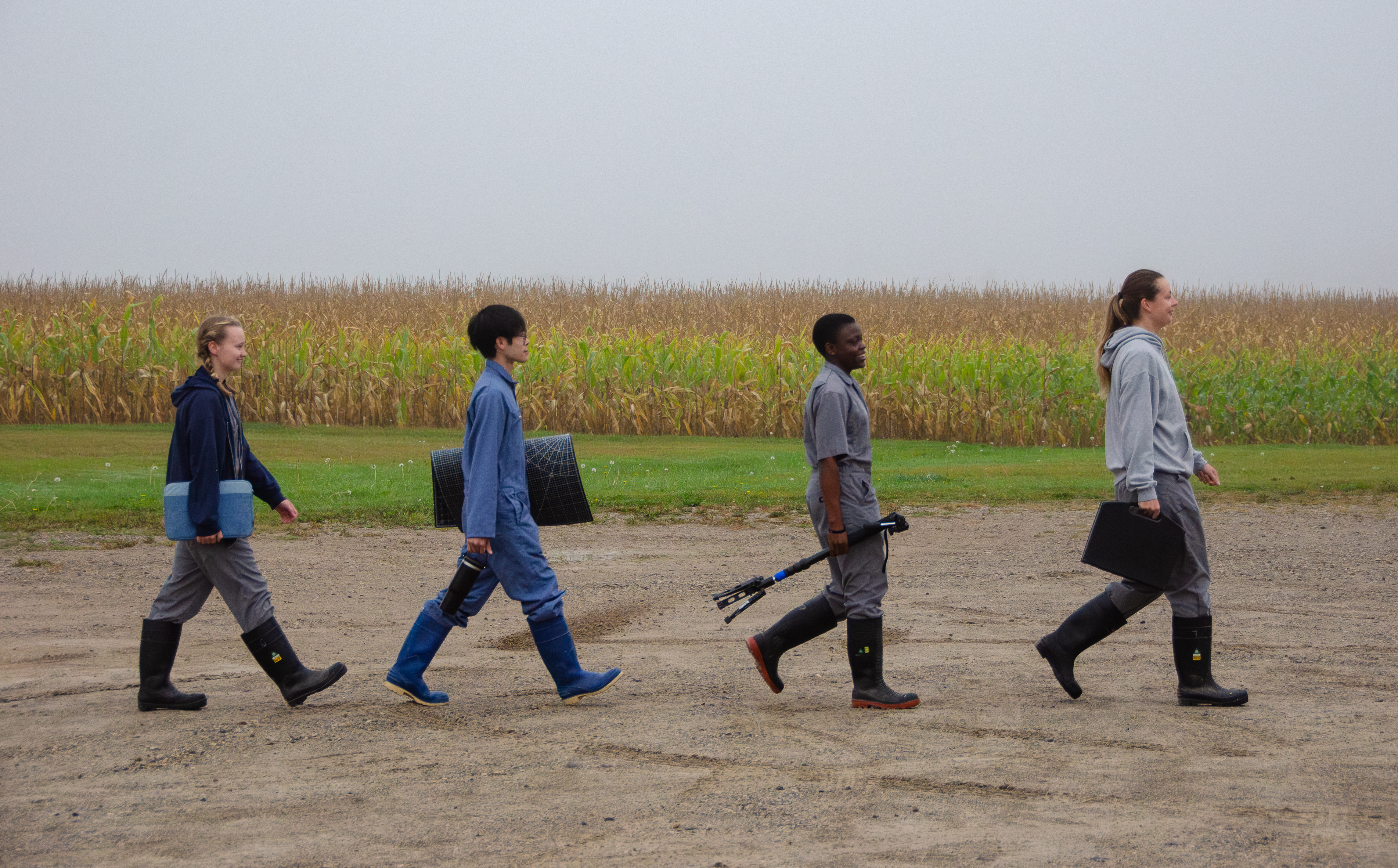 Four researchers walking in single file from left to right down a gravel road carrying equipment for data collection. The photo emulates the famous Beatles album cover from the album Abbey Road.  The sky is foggy, and a corn field is in the background.