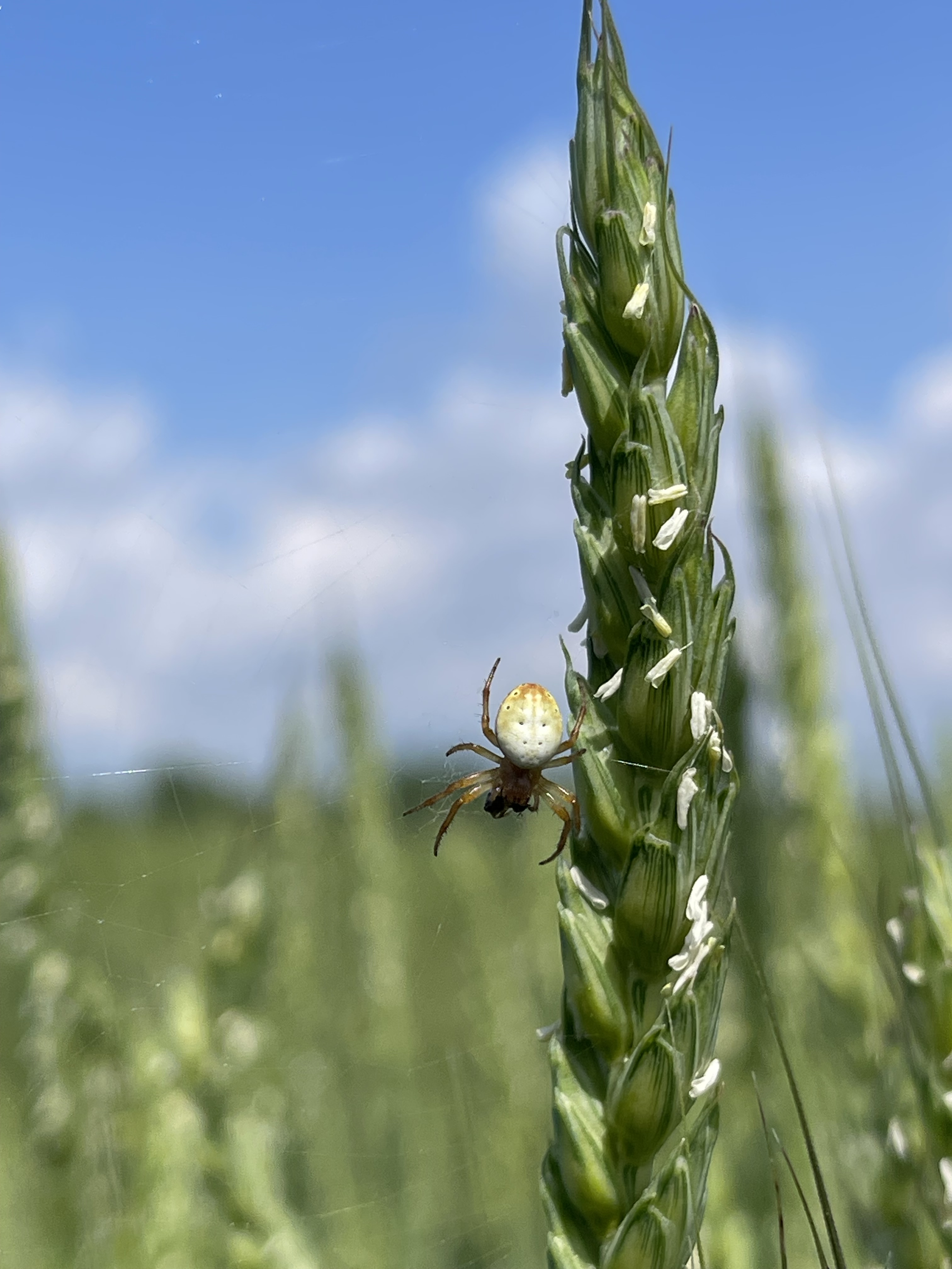 A close-up of the underbelly of a spider perched on a wheat spike