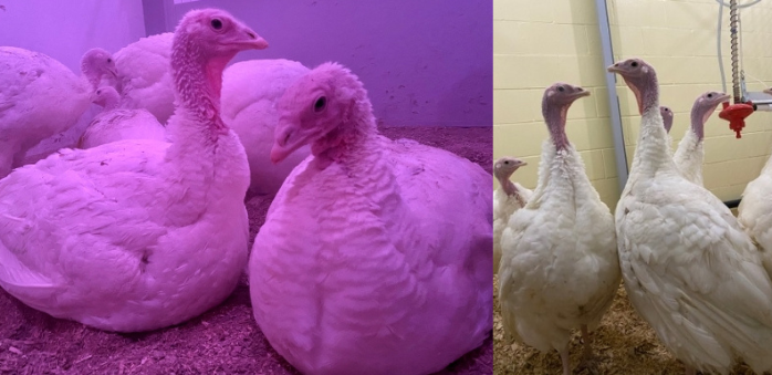 Four or five white turkeys sit among bedding, surrounded by a red-light glow, and a similar group under white light, with no red glow