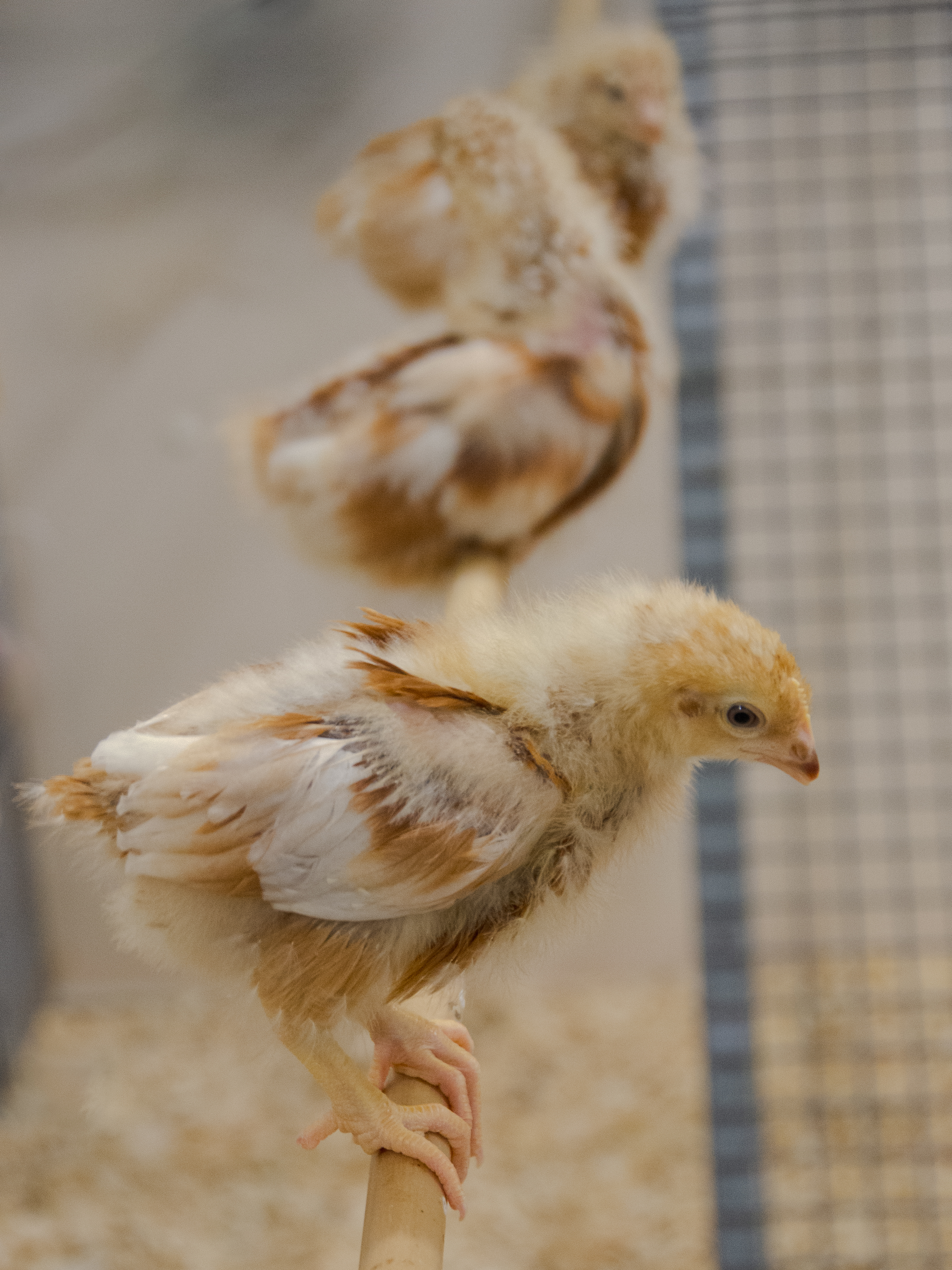 Three feathered chicks are perched on a wooden dowel; the first chick is in focus and looks inquisitive; the other two are in the background.