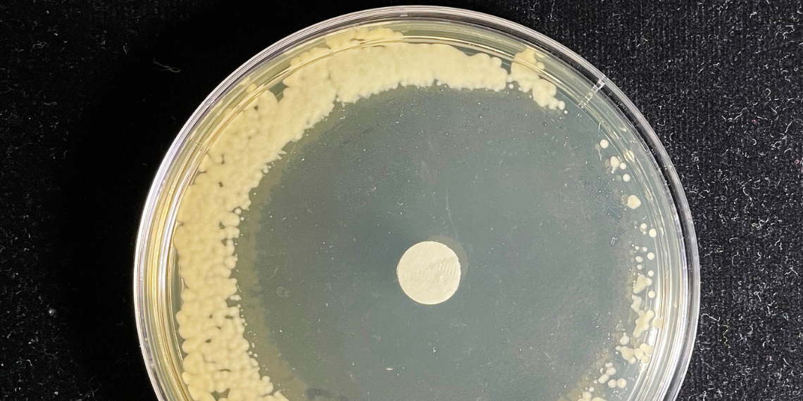 Measuring catalase production by Cryptococcus neoformans H99 strain on yeast peptone dextrose media containing H2O2 through the zone of inhibition.