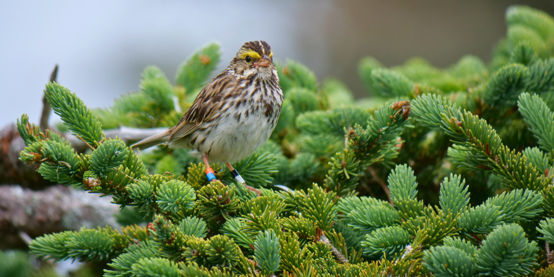 Savannah sparrow in a conifer tree