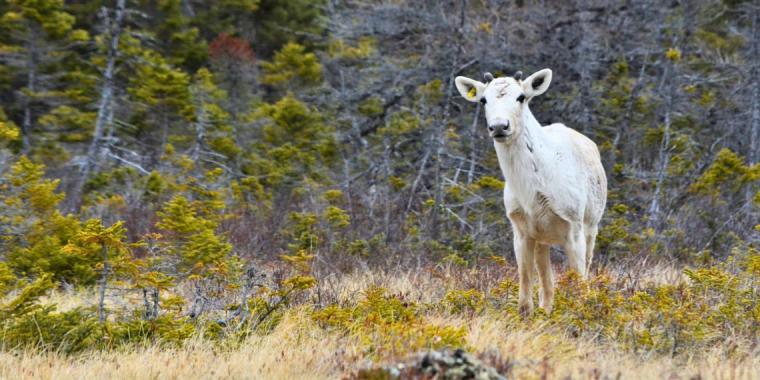 Caribou in Newfoundland