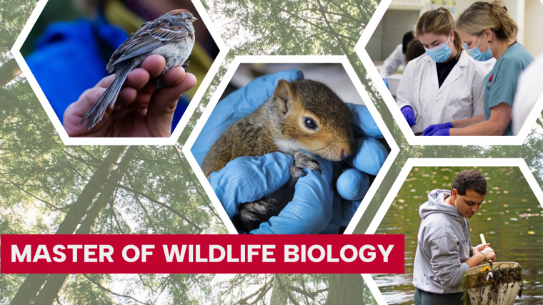 Collage of images of students and animals with "Master of Wildlife Biology"