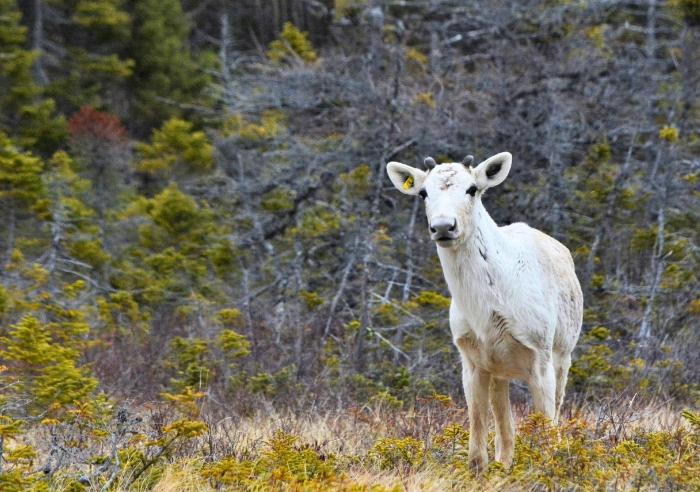 Caribou in Newfoundland