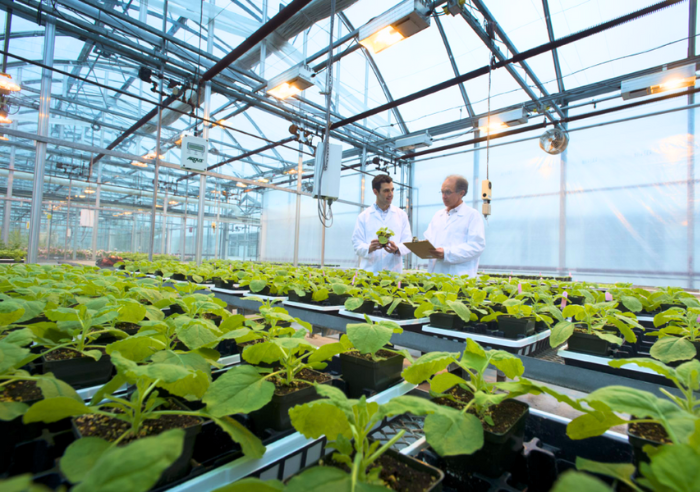 Researchers working in greenhouse