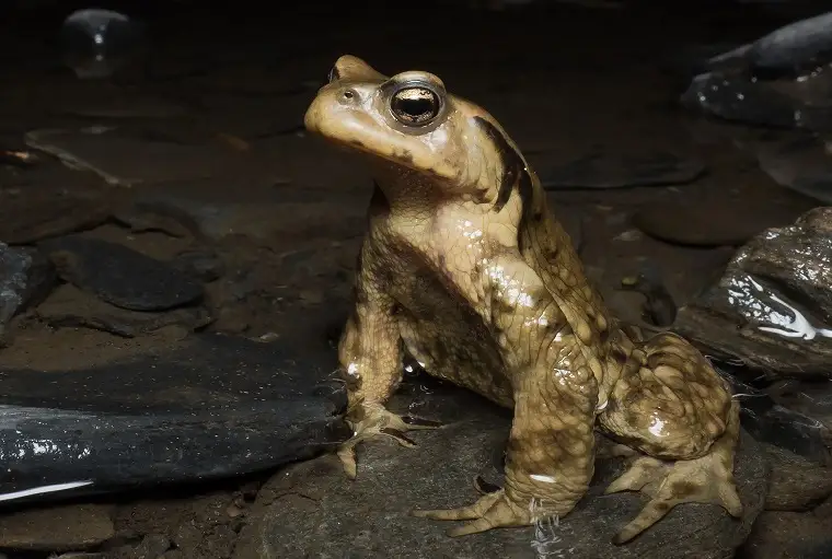 male asiatic toad
