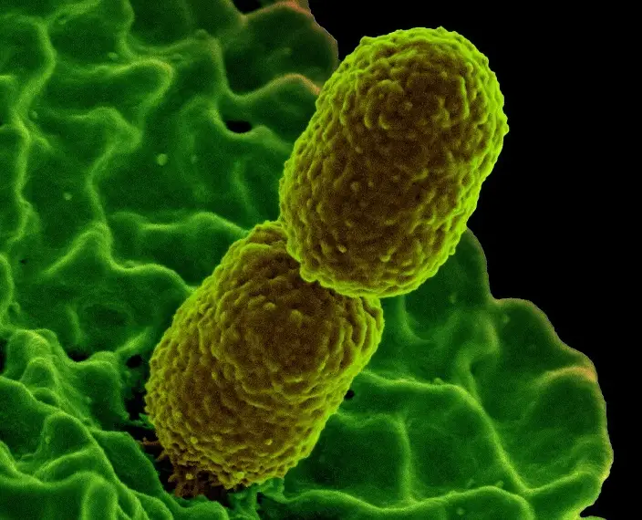 bacterium Klebsiella pneumonia