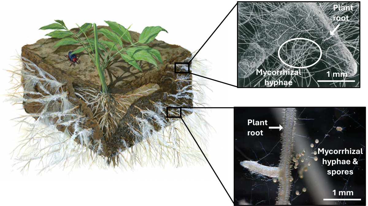 Mycorrhizal fungi transfer nutrients into plant roots through networks of hyphae in exchange for sugars and lipids”