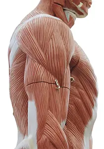 Musculature of a man 