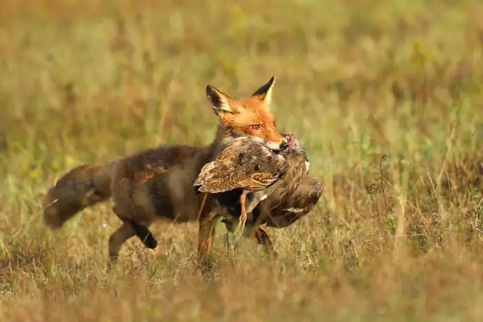fox with bird in mouth