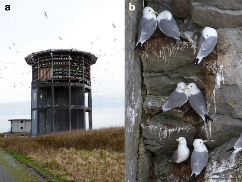 radar tower housing seabirds