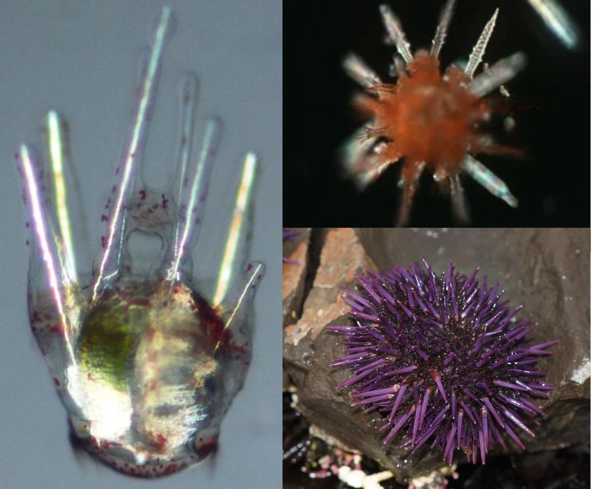 sea urchins collage