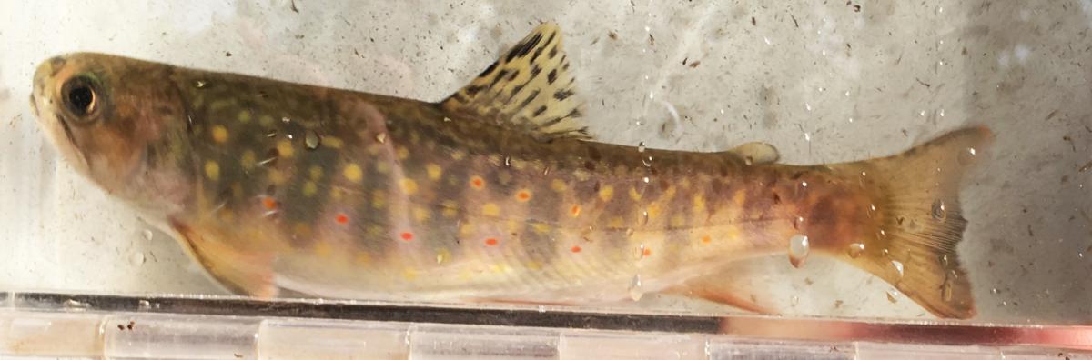 brook trout