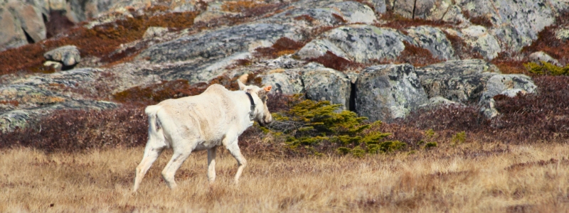 Caribou with collar