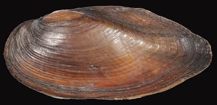 eastern pond mussel