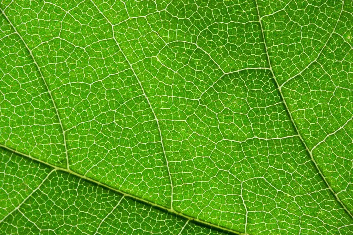 Green leaf stock