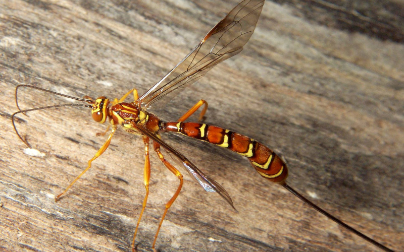 ichneumonid wasp