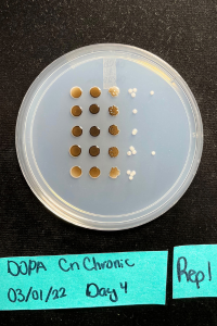 Melanin production by Cryptococcus neoformans H99 strain.