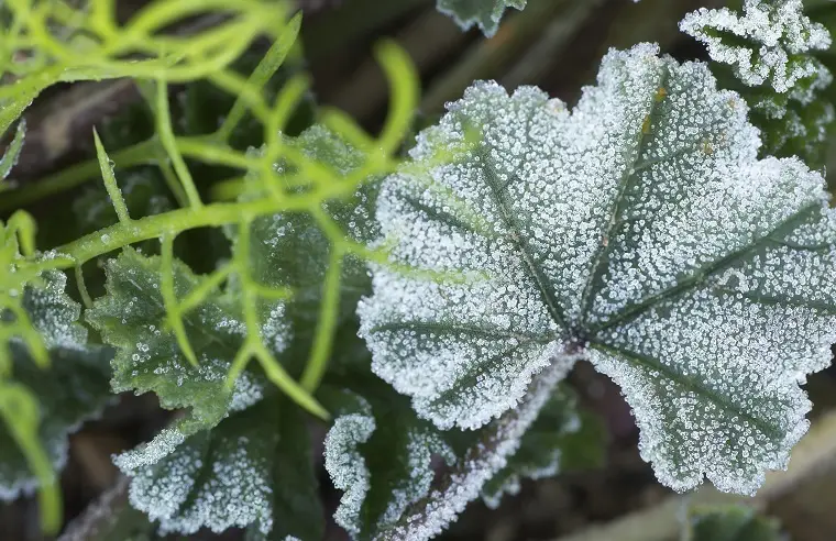 plant frost