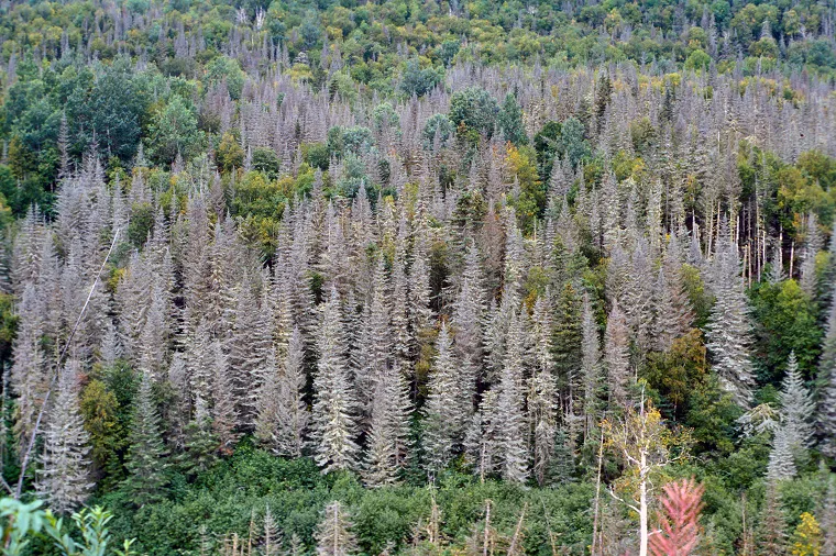 spruce budworm outbreak
