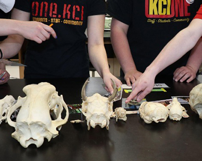 Image of students pointing at series of educational skulls