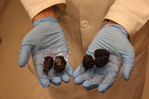 Two petri dishes with blackberries in them, one is moldy, the other is fresh.