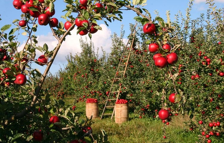Image of apple orchard