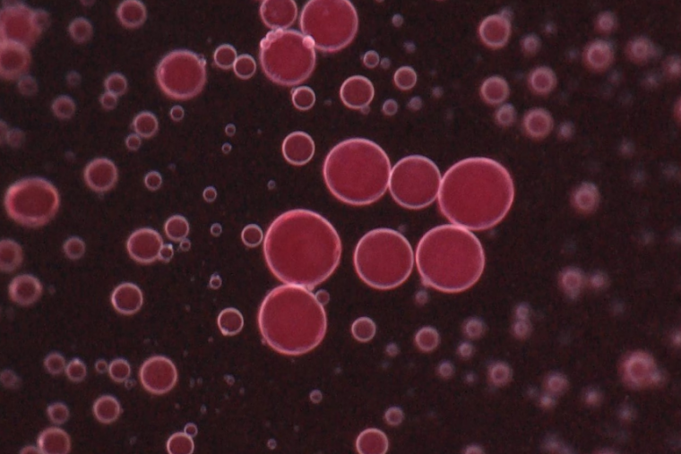 A microscope image of droplets containing pollutants separated from a water mixture.