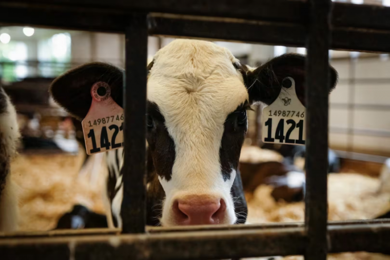 Cow in farm.