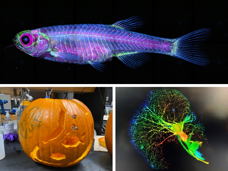 Collage of zebrafish-themed images