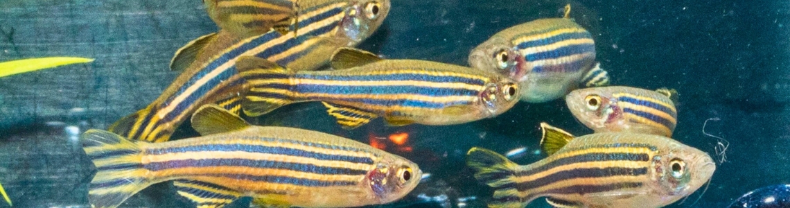 zebrasifhs in tank