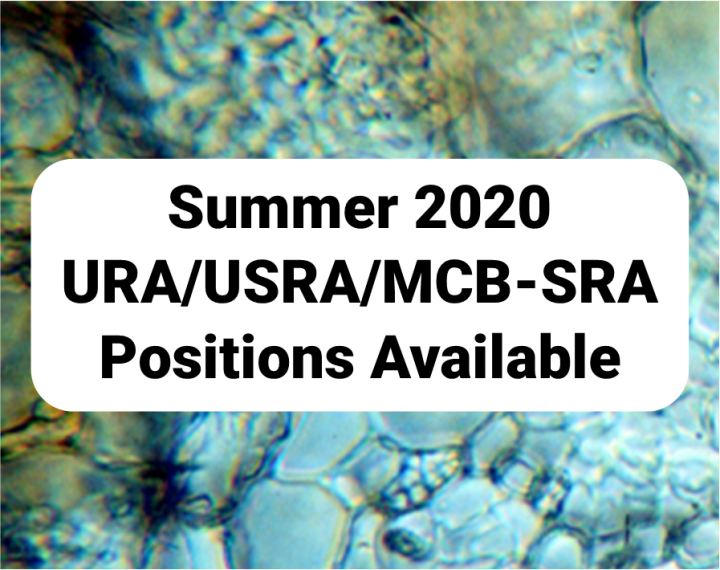 Summer 2020 undergrad research positions available