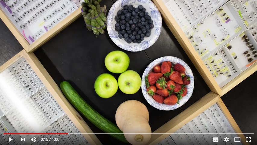 Screen shot of video player with food in bowls near trays of bee specimens.